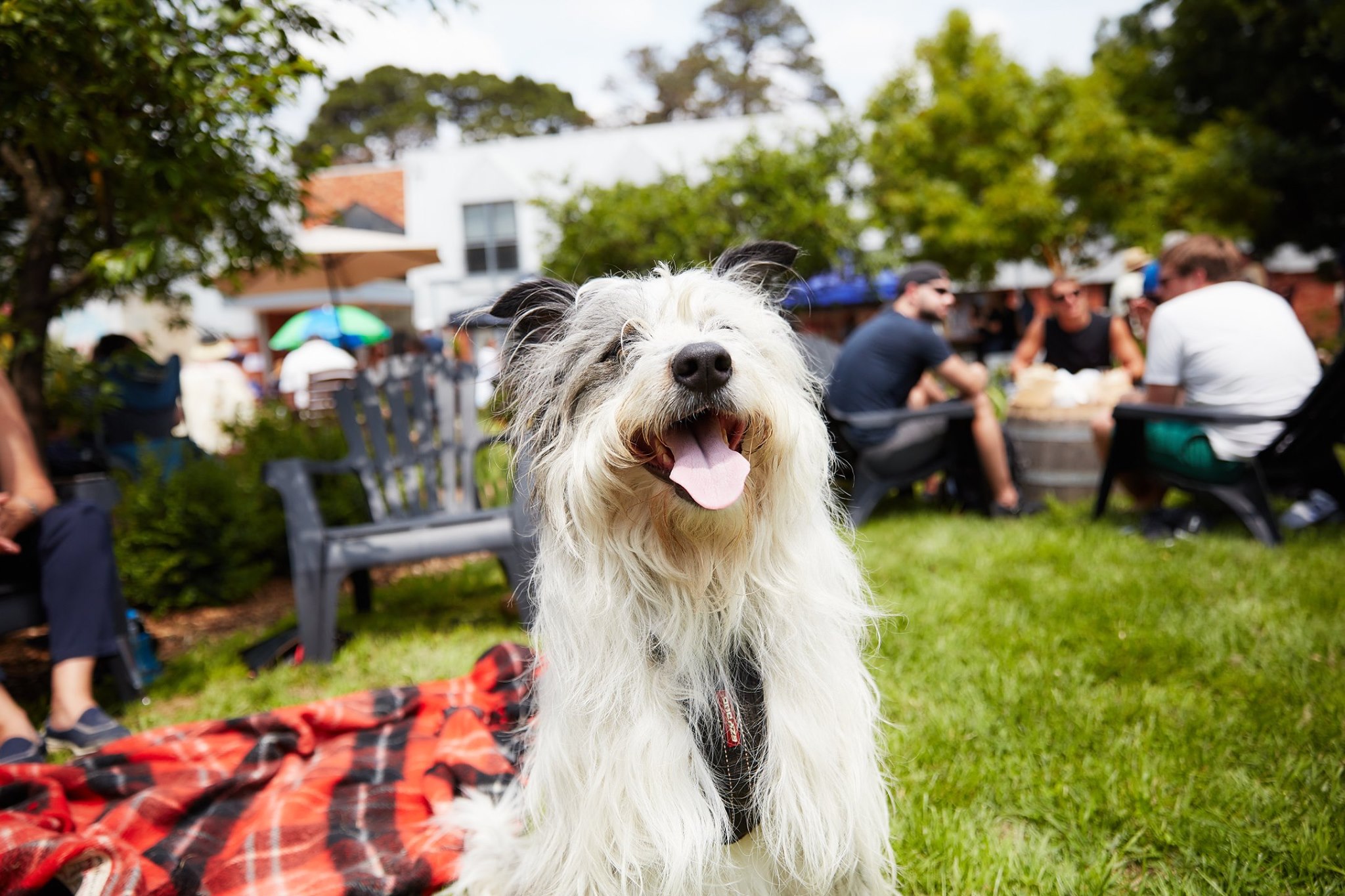 A Guide to Dog Friendly Cellar Doors Visit Macedon Ranges